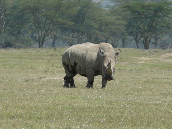 Elephant walking in a field