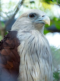 Close-up of eagle