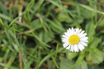 Close-up of yellow flower blooming outdoors