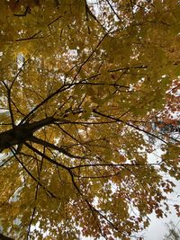 Low angle view of tree against sky