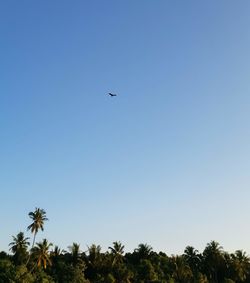 Low angle view of birds flying in sky