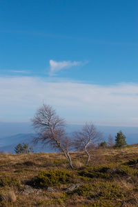 Dried trees on vitosha mountain, overlooking the balkan mountains in bulgaria. 