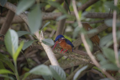 Bird perching on branch