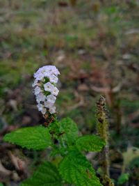 Close-up of white flowering plant on land