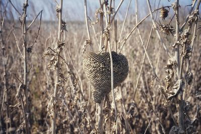 Close-up of beehive on plants at field