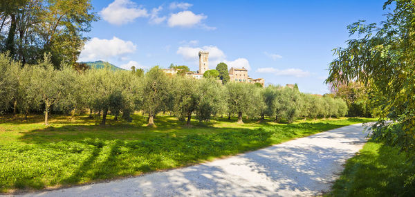 Plants and trees in park against sky