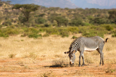 Zebra zebras on a field