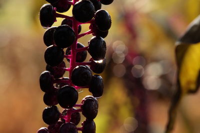 Close-up phytolacca americana