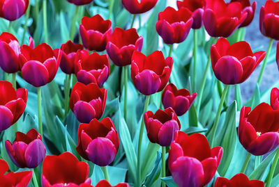 Close-up of pink tulips