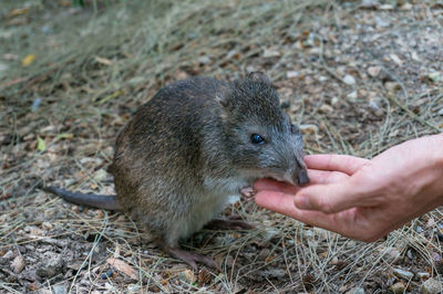 Australian potoroo hand-feeding nature scene