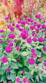 Close-up of purple flowers blooming outdoors