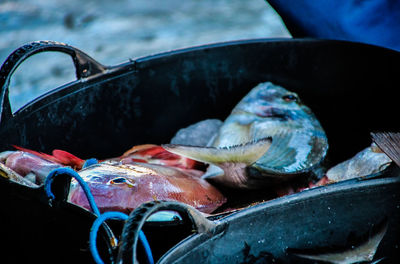 Close-up of fish in container