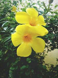 Close-up of yellow flower