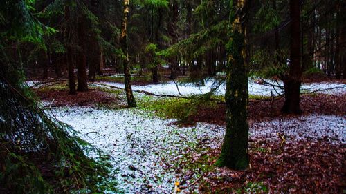 Trees in forest