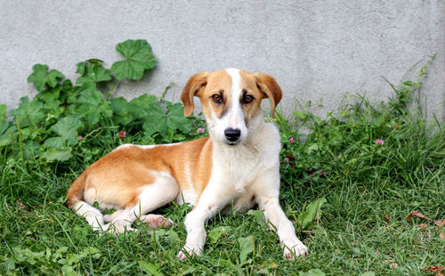 Stray dog looking at camera