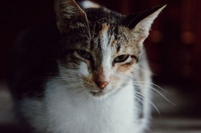 Close-up portrait of a cat