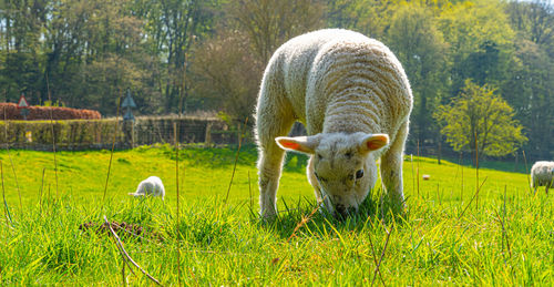 Close-up of a three week old lamb on green grass field feeding in spring sunshine