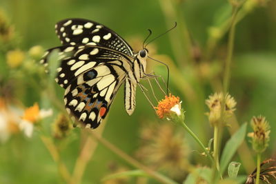 Close-up of butterfly pollinating on flower