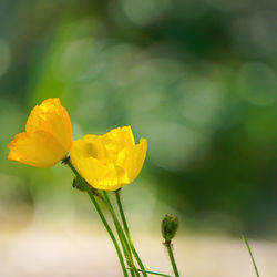 Close-up of yellow flowers