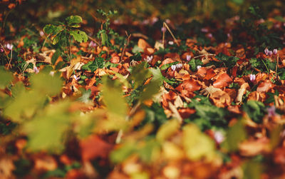 Close-up of autumn leaves on grass