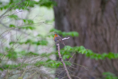 View of bird perching on branch