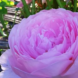 Close-up of pink rose flower