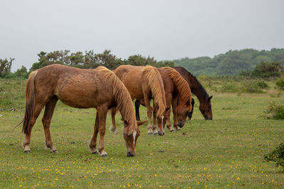 Horses grazing in a field