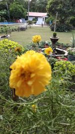 Close-up of yellow daffodil blooming outdoors