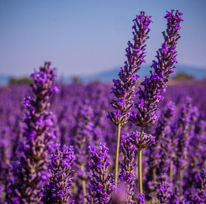 Close-up of purple flowering plants on field