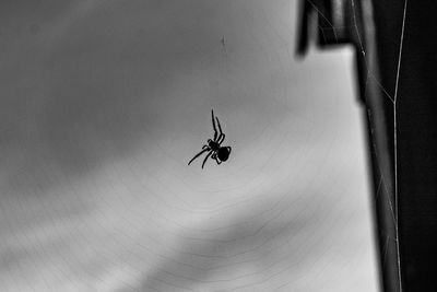 Close-up of spider on web