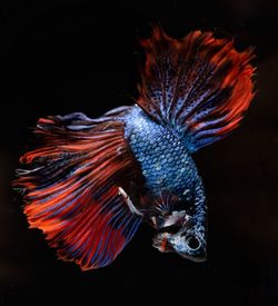 Close-up of fish swimming in sea