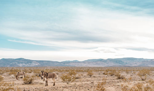 View of horses on landscape