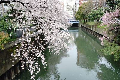 High angle view of cherry blossom by canal