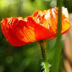 Close-up of fresh red flower blooming outdoors
