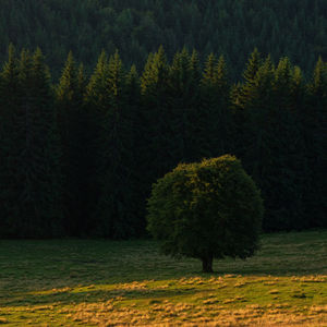 View of pine trees in forest in rodnei mountains 