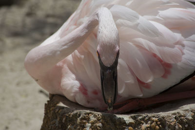 Close-up of white bird