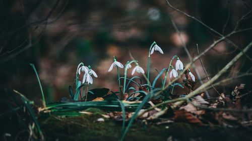 Close-up of flowers against blurred background