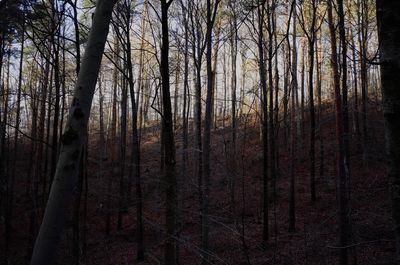 Bare trees in forest