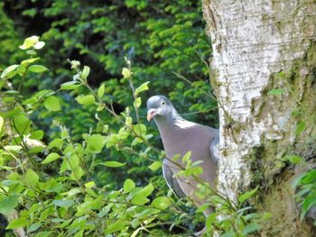 Close-up of bird perching on tree