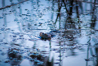 View of ducks swimming in lake