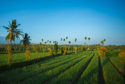 Scenic view of rice field against sky