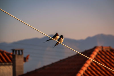 Close-up of bird perching on roof against sky