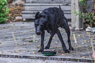 Dog shaking water off