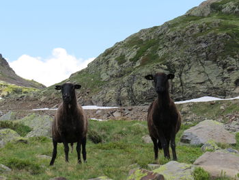 Horses standing in a field