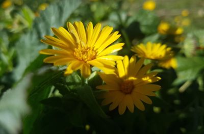 Close-up of yellow flowering plant