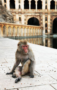 Monkey sitting by pond against old building