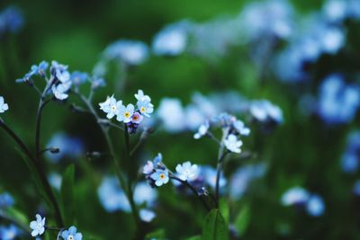 Close-up of forget-me-not flowers growing at park