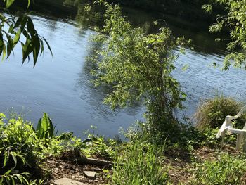 Reflection of trees in lake