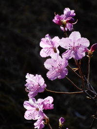 Close-up of pink rose flowers