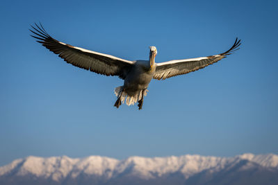 Low angle view of bird flying against sky